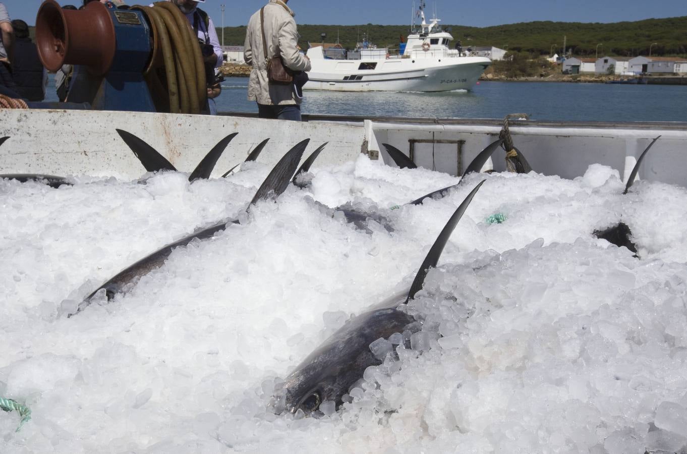 FOTOS: Espectacular levantá en la almadraba de Barbate