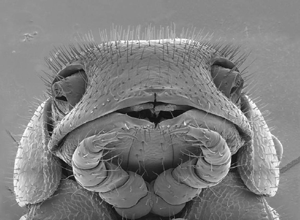 Las 10 especies más sorprendentes descubiertas en 2016. Cada año el comité liderado por el doctor Quentin D. Wheeler, del International Institute of Species Exploration (IISE), en el que participa el investigador del Museo Nacional de Ciencias Naturales (MNCN-CSIC), Antonio García Valdecasas, elabora la denominada lista de especies Top 10,  que nos recuerda la importancia que tiene conocer y clasificar la biodiversidad. En la imagen, un ejemplar de Illacme tobini. Alargado, similar a un hilo de unos dos centímetros de longitud y sin ojos, este milpiés, descubierto en el Parque Nacional Sequoia (EE.UU.), pertenece a un antiguo linaje de hace 200 millones de años.