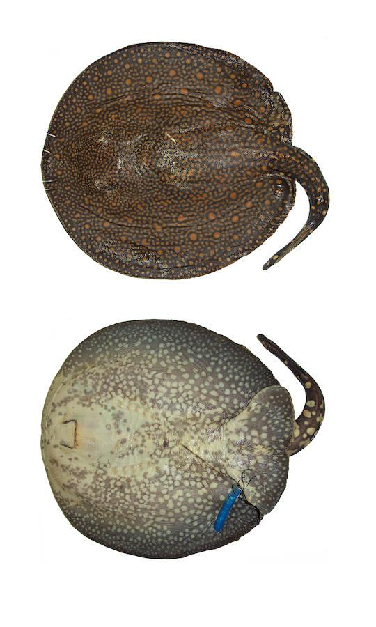 Las 10 especies más sorprendentes descubiertas en 2016. Este año se cumple el décimo aniversario desde que comenzó a elaborarse este listado.  «En estos años se han descubierto y nombrado cerca de 200.000 especies. Lamentablemente la noticia no se queda ahí, sino que hay que recordar un añoo más, la crisis de la biodiversidad en la que estamos inmersos y que hace que las especies se extingan sin darnos tiempo a descubrirlas», explica Wheeler. En la imagen, un ejemplar de Potamotrygon rex. Esta gran raya de agua dulce es endémica al río Tocantins Brasil. El espécimen de tipo mide 1.110 milímetros de longitud y los ejemplares grandes pueden pesar 20 kilos.