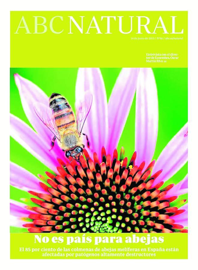 Abejas, cercadas por los patógenos. El declive en las colonias es una gran amenaza para las abejas melíferas en todo el mundo, así como para las muchas plantas silvestres y cultivos que estos insectos polinizan. Entre los posibles culpables que se han buscado al llamado síndrome de despoblamiento masivo -incluyendo parásitos, enfermedades, estrés climático y desnutrición- muchos han señalado a los insecticidas como principal sospechoso. El 85% de las colmenas de abejas melíferas en España están afectadas por patógenos destructores. Además de la producción apícola, el papel de las abejas es fundamental por su función polinizadora, con la consiguiente contribución al equilibrio ecológico, ya que su presencia es muy importante para la preservación de gran diversidad de plantas, además de elevar la productividad de muchos cultivos, aprovechando recursos que no podrían ser utilizados directamente por otra actividad agraria ni por el hombre.