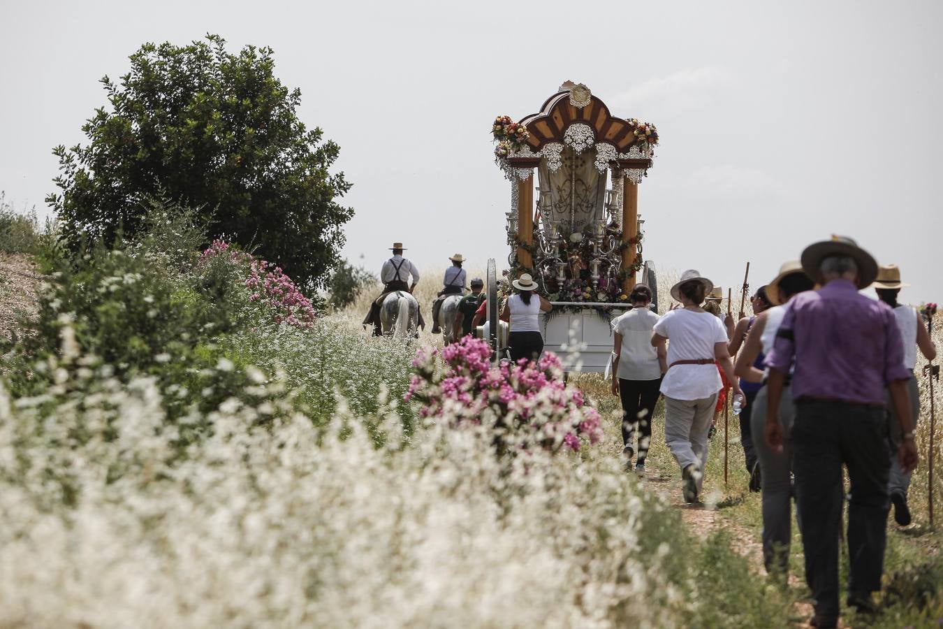 El camino al Rocío de la hermandad de Córdoba, en imágenes