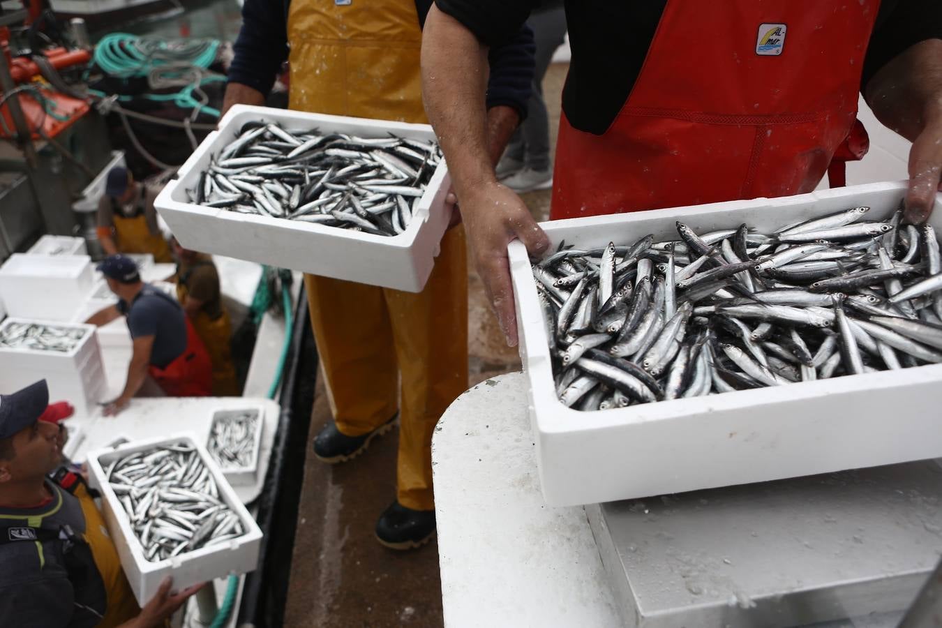 La lonja de Cádiz, en imágenes: descarga y clasificación del pescado en el muelle