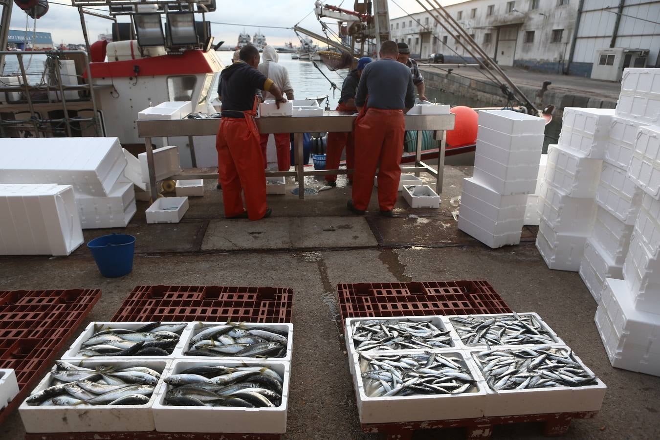 La lonja de Cádiz, en imágenes: descarga y clasificación del pescado en el muelle