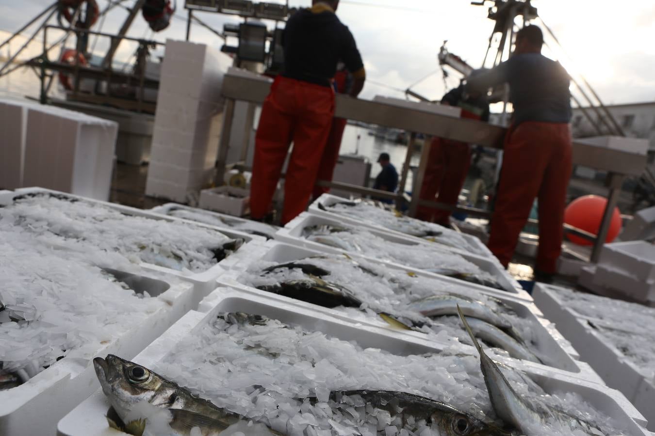 La lonja de Cádiz, en imágenes: descarga y clasificación del pescado en el muelle