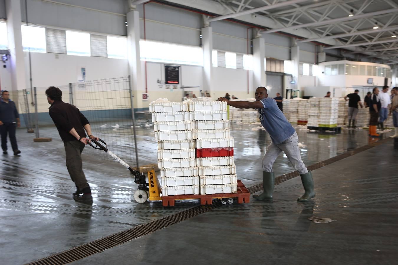 La lonja de Cádiz, en imágenes: descarga y clasificación del pescado en el muelle