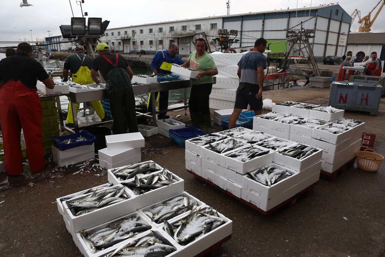 La lonja de Cádiz, en imágenes: descarga y clasificación del pescado en el muelle