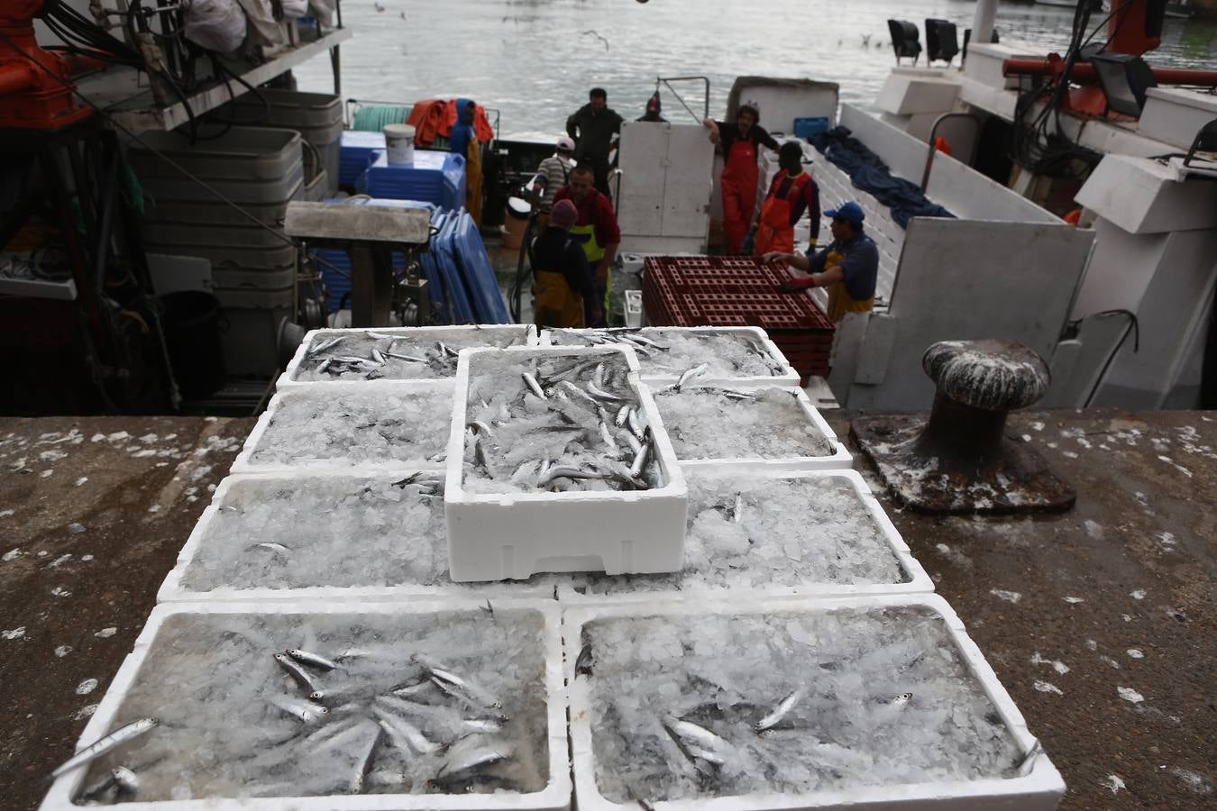 La lonja de Cádiz, en imágenes: descarga y clasificación del pescado en el muelle