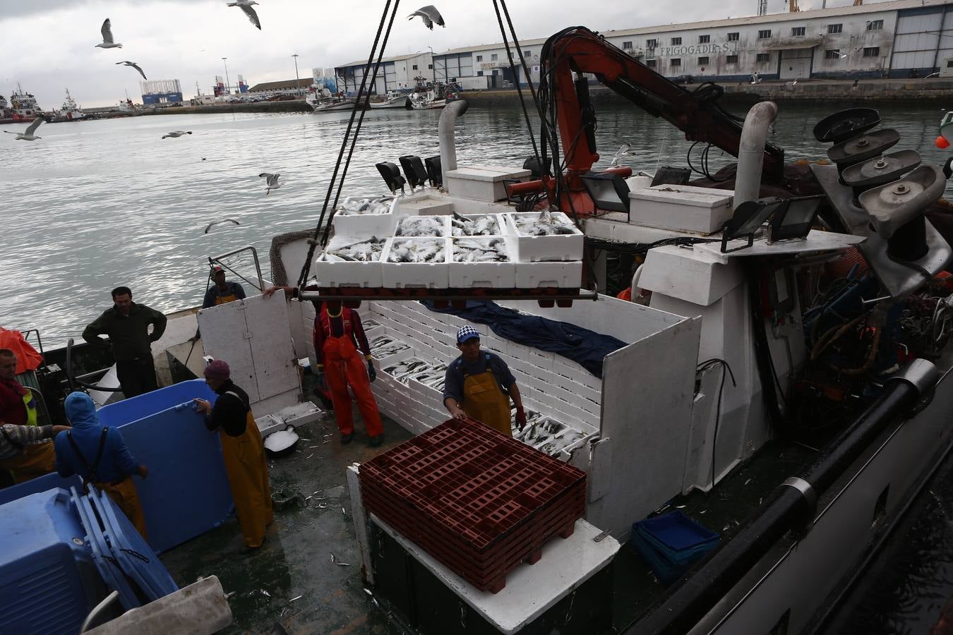 La lonja de Cádiz, en imágenes: descarga y clasificación del pescado en el muelle