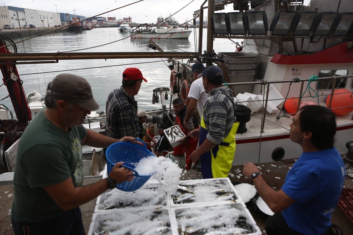 La lonja de Cádiz, en imágenes: descarga y clasificación del pescado en el muelle