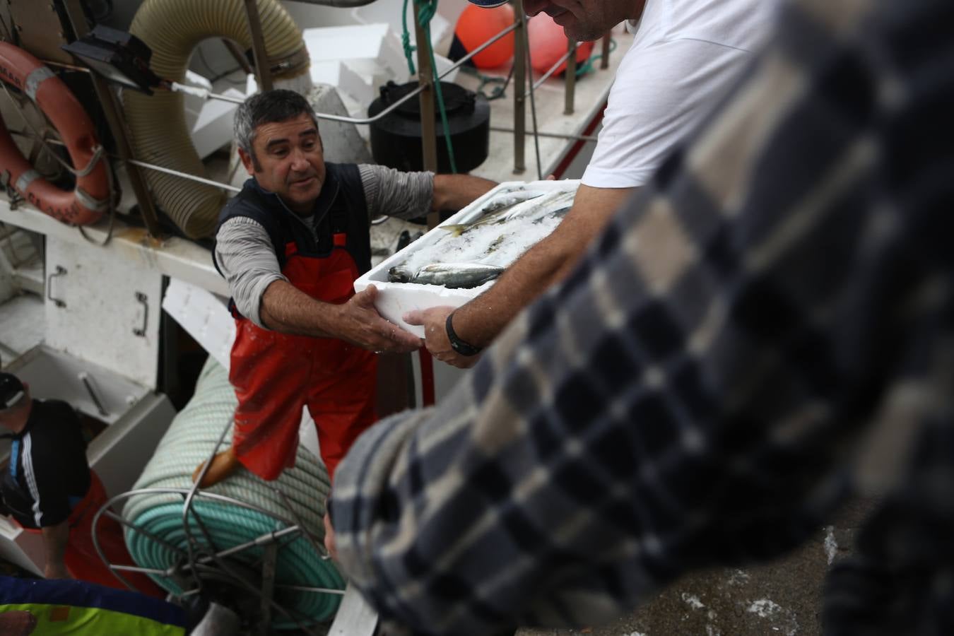 La lonja de Cádiz, en imágenes: descarga y clasificación del pescado en el muelle