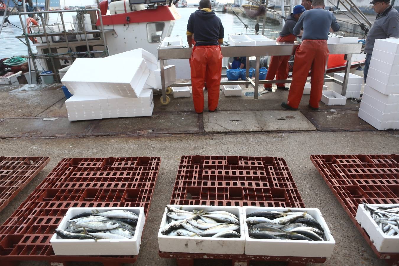 La lonja de Cádiz, en imágenes: descarga y clasificación del pescado en el muelle