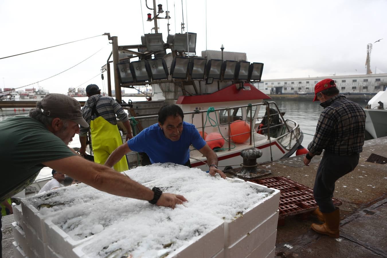 La lonja de Cádiz, en imágenes: descarga y clasificación del pescado en el muelle