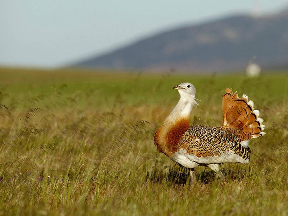 Castro Verde (Portugal). Situada al sur du Portugal, en el interior de la región del Bajo Alentejo, esta reserva debiosfera tiene una superficie de unas 57.000 hectáreas y en ella se encuentra la estepacerealista más importante del país, que constituye uno de los paisajes rurales másamenazados de la región mediterránea. Su flora se caracteriza por un alto grado deendemismo y su fauna comprende unas 200 clases de pájaros, entre los que destacanaves esteparias como la avutarda y especies endémicas como el águila imperial ibérica,una de las aves de presa que mayor peligro de extinción corre en el mundo. Lapoblación del sitio se cifra en unos 7.200 habitantes, que viven sobre todo de laproducción extensiva de cereales y de la cría de ganado.