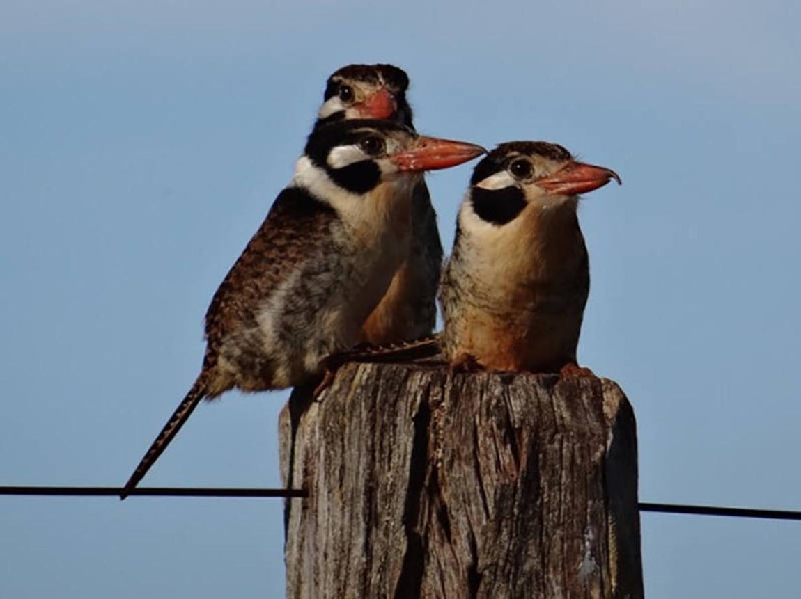 Itaipú (Paraguay). Situada al este del país, esta reserva tiene una superficie superior al millón de hectáreas.Abarca una zona boscosa subtropical aún denominada Bosque Atlántico del AltoParaná. Es uno de los ecosistemas más importantes para la conservación de ladiversidad biológica a nivel mundial, debido al elevado número y la gran riqueza de susespecies endémicas, así como a su cubierta vegetal primigenia. Alberga poblaciones degrandes predadores –arpías, jaguares y pumas– y de grandes herbívoros como el tapir.La población permanente de la reserva se cifra en unos 450.000 habitantes.