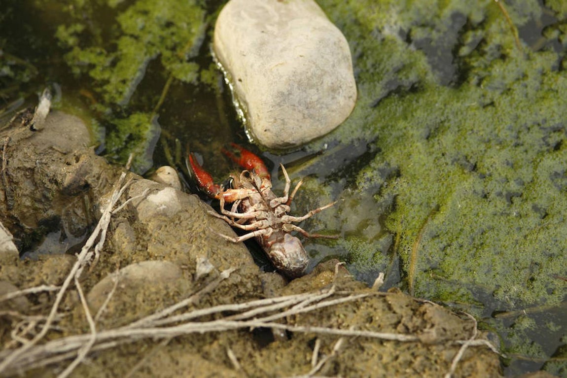 La situación del Ebro ha llevado a aplicar restricciones en varios embalses de la cuenca, para soltar un caudal extra con el que nutrir a este gran río, que ha quedado convertido a poco más que un riachuelo en algunos tramos a su paso por Zaragoza. 