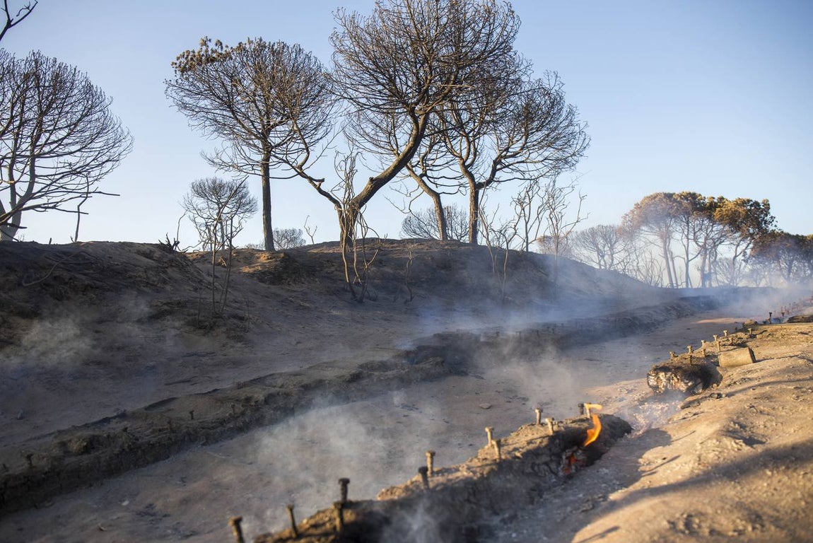 Los estragos del incendio en Doñana, en imágenes