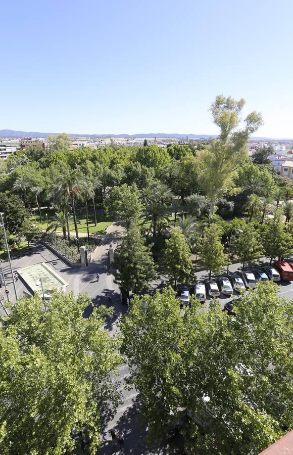 Recorrido visual por los árboles de Córdoba