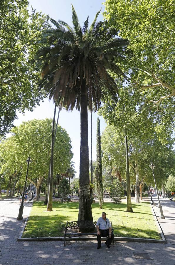 Recorrido visual por los árboles de Córdoba