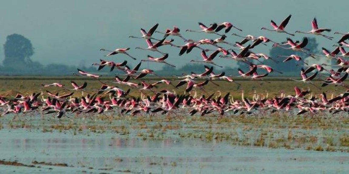 Flamenco: el ave de moda del verano de 2017. Existen cinco especies de flamenco. En España se puede observar al flamenco común (Phoenicopterus roseus). Y al flamenco enano, que procedente de África, también visita ocasionalmente nuestros humedales. Al otro lado del Atlántico se encuentran el flamenco chileno; el del Caribe o americano (quizá el más conocido por su plumaje rosa más intenso), y las parinas grande y chica, localizadas en el altiplano andino.