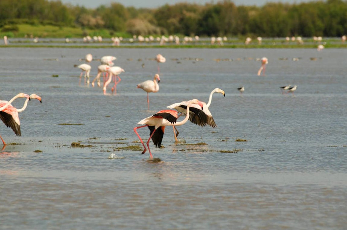 Flamenco: el ave de moda del verano de 2017. Para realzar el colorido durante los períodos de cortejo, los flamencos maquillan su plumaje utilizando pigmentos depositados en las secreciones procedentes de una glándula cutánea alojada en la base de la cola, confirma Amat.
