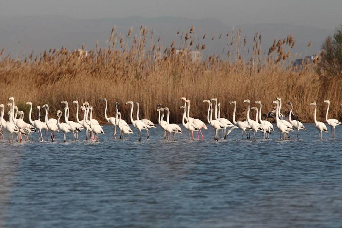 Flamenco: el ave de moda del verano de 2017. «Es prioritario conservar los humedales naturales: son más importantes para la especie que los artificiales. Y después conservar los sitios de nidificación, que al ser escasos hacen que el flamenco, aunque sea abundante, sea también vulnerable», advierten Amat y SEO.