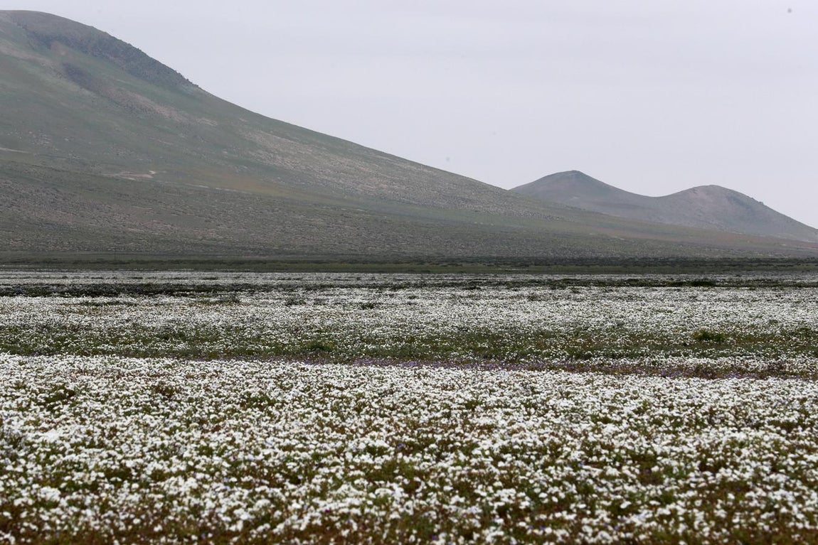 Este año el desierto de Atacama, al norte de Chile, se ha convertido en un espectáculo florido. 