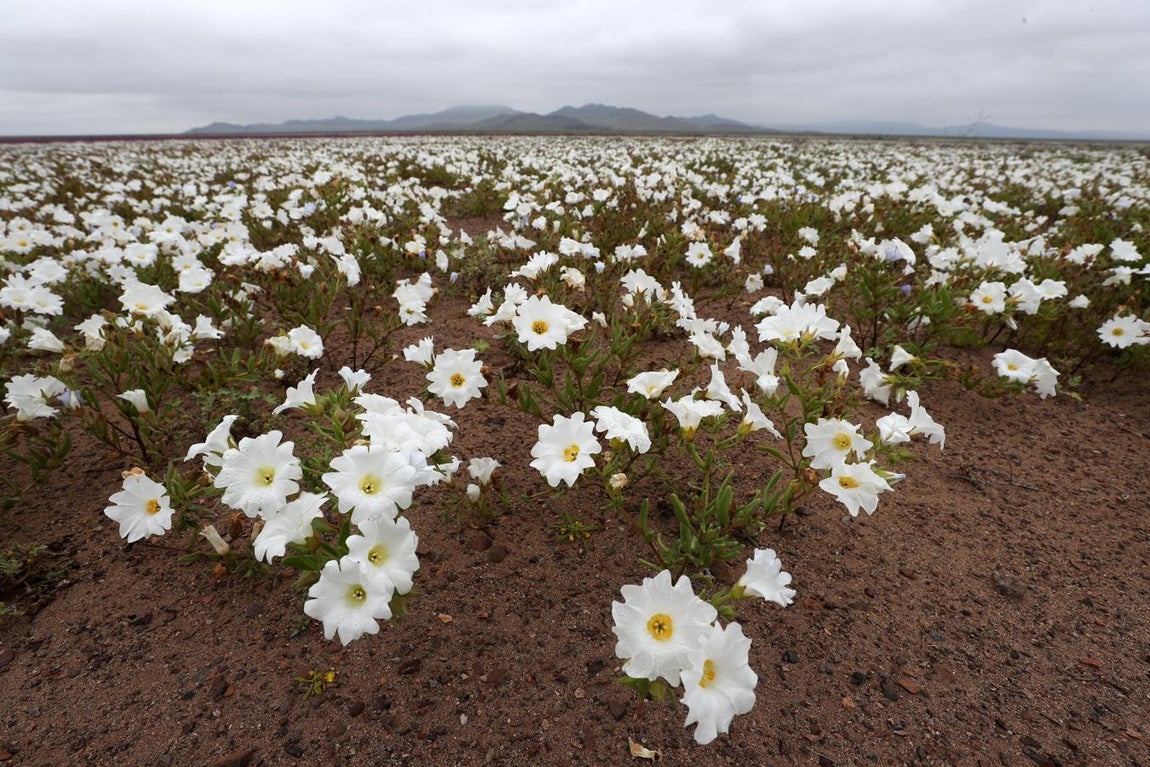 Pero este año tan solo ha habido dos años de margen. 