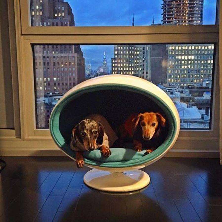 Padpod, de Bark &amp; Miao. Es el buque insignia de la firma especializada en lujo para mascotas. Esta marca no cuenta con tienda física en España pero sus artículos pueden adquirirse a través su página web. El PadPod es una pieza que no desentona con el resto de mobiliario de cualquier casa gracias a su diseño minimalista Su precio ronda los 500 euros.