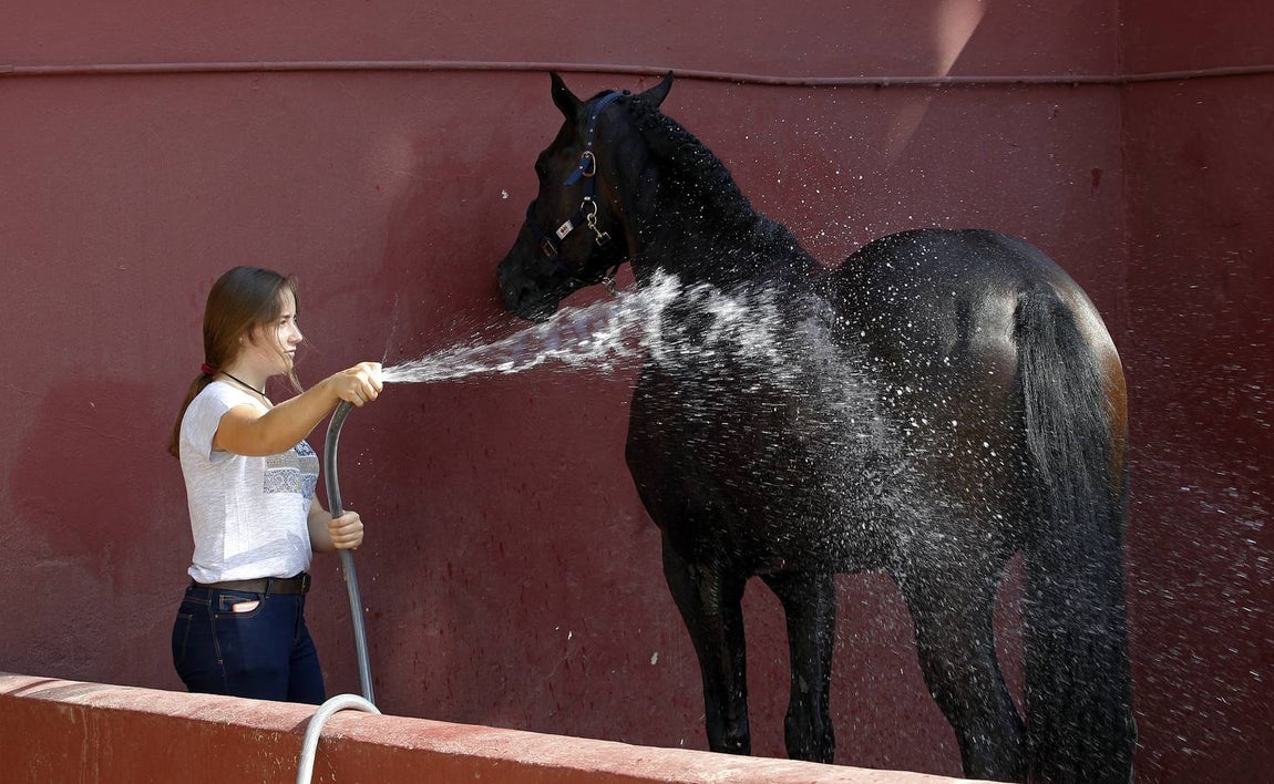 El primer día del Concurso Nacional de Doma Clásica, en imágenes