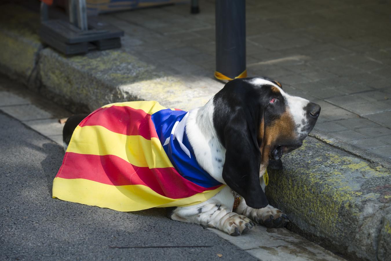 Un perro, vestido con la estelada, en una calle de Barcelona durante la Diada de 2016. 