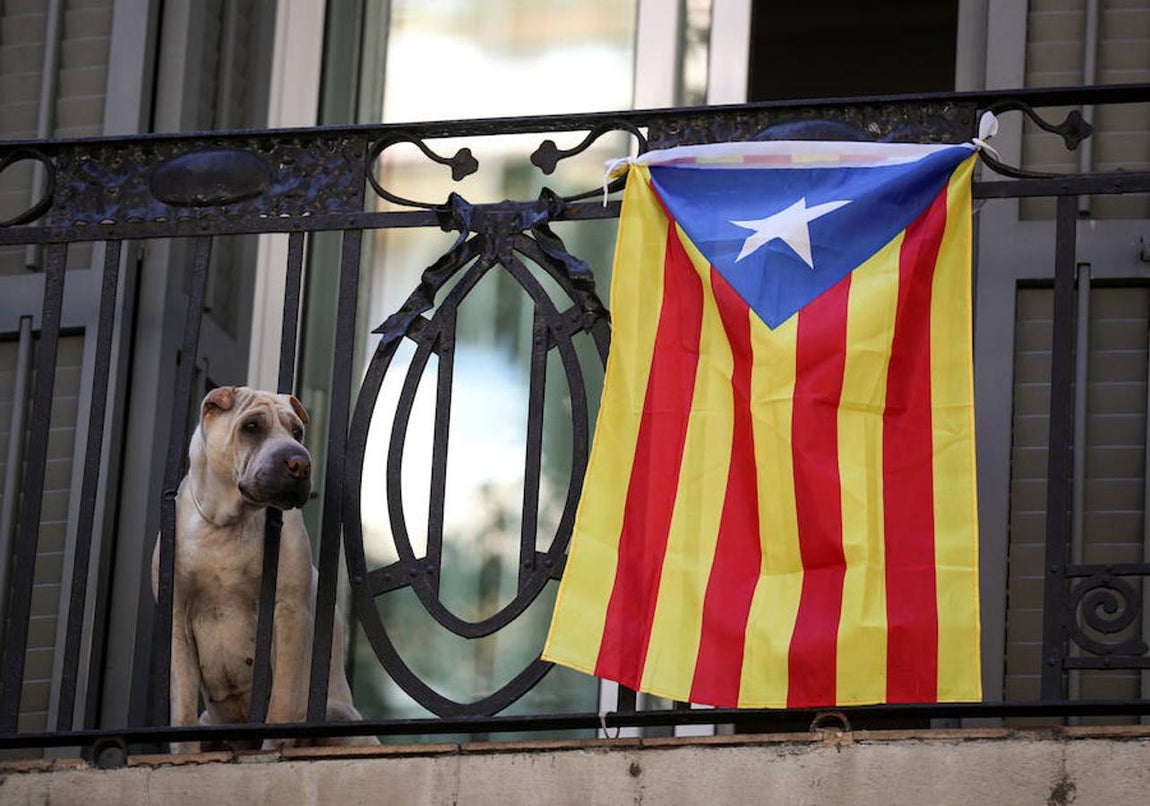 Perro junto a una «estelada». 