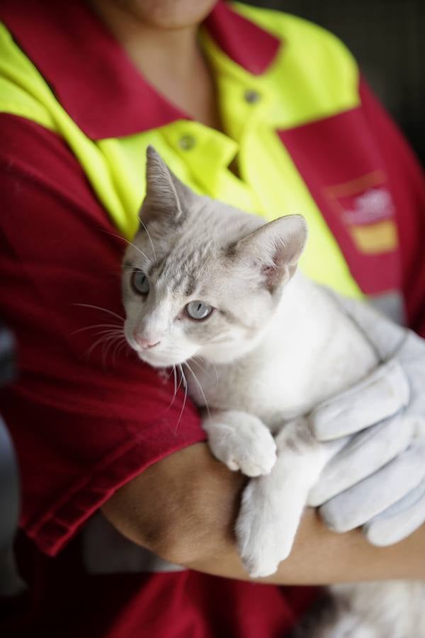 Los animales abandonados en Sevilla que buscan ser adoptados