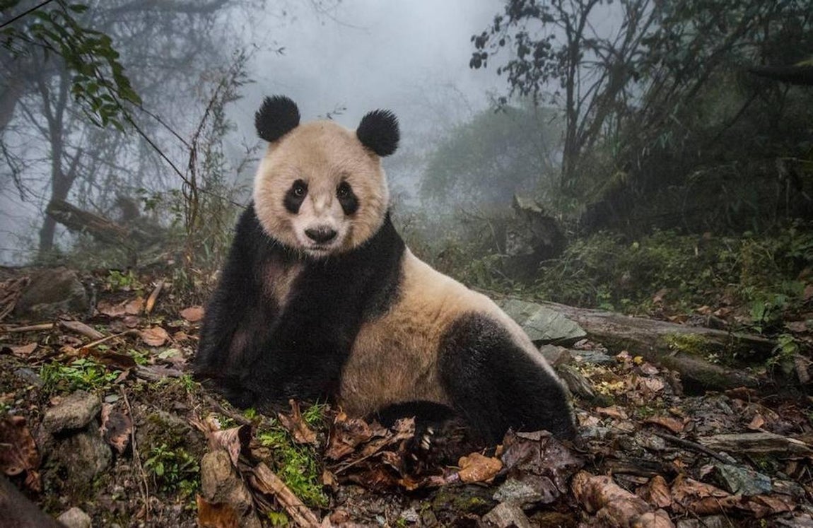 Las mejores fotografías del Mundo Natural de 2017. La fotógrafa ha obtenido el segundo puesto por su serie sobre la gestión que China hace de sus animales más icónicos, los osos panda