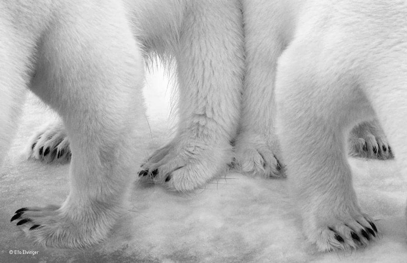 Estos osos polares captados en Svalbard (Noruega) se ha impuesto en la categoría «Blanco y negro». Eilo Elvinger
