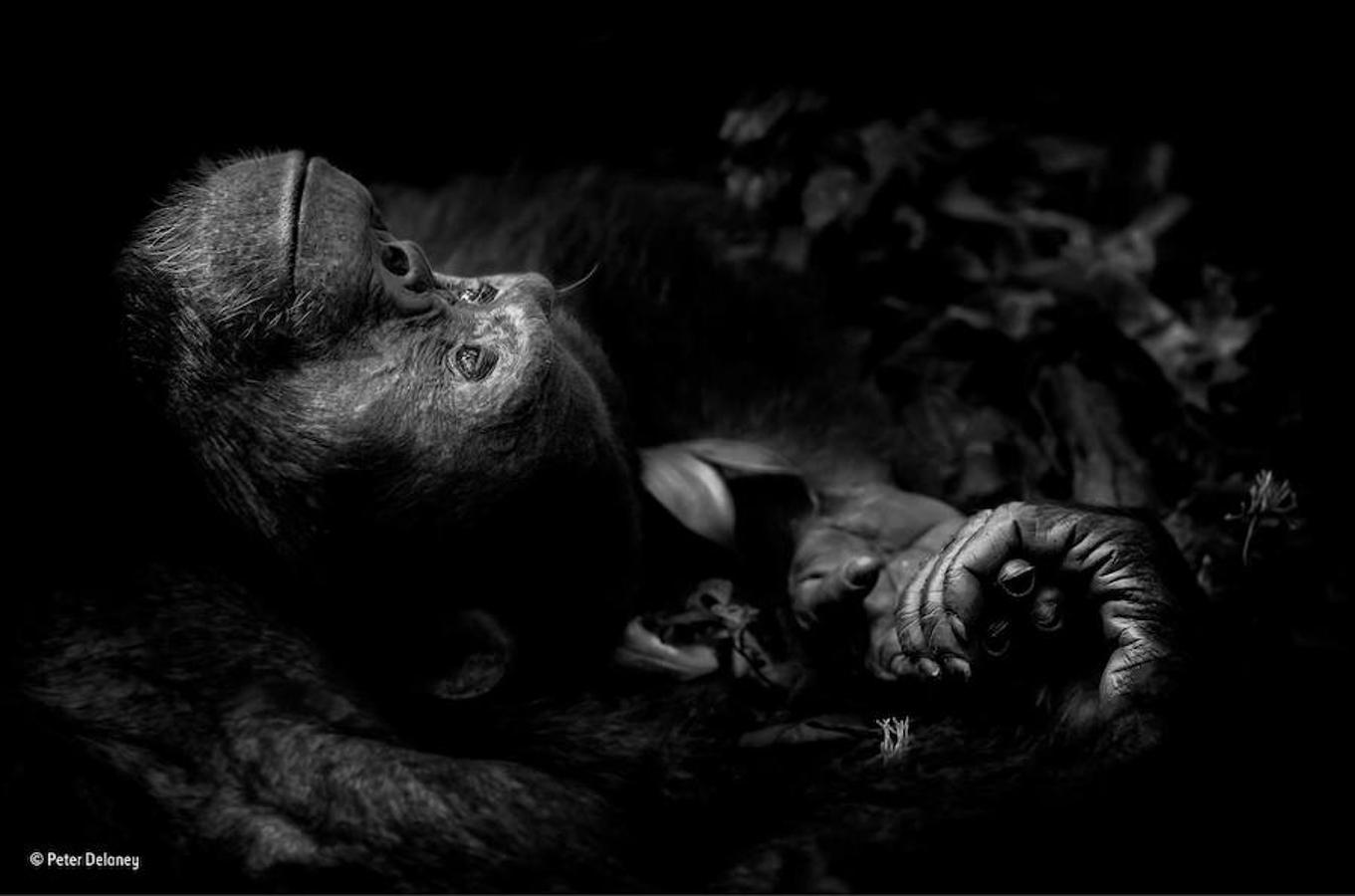 Este chimpancé fotografiado en Uganda ha ganado en la categoría de retratos animales. Peter Delaney