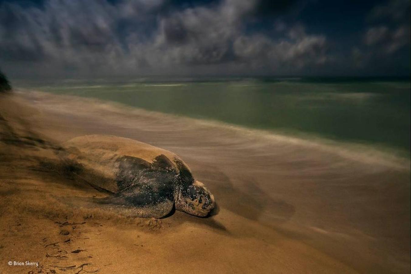 En la categoría «Comportamiento: anfibios y reptiles» ha ganado esta imagen de una tortuga inmortalizada en las Islas Vírgenes. Brian Skerry