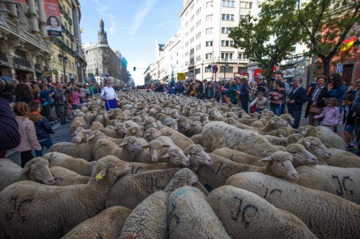 1. Fiesta de la Trashumancia por las calles de Madrid