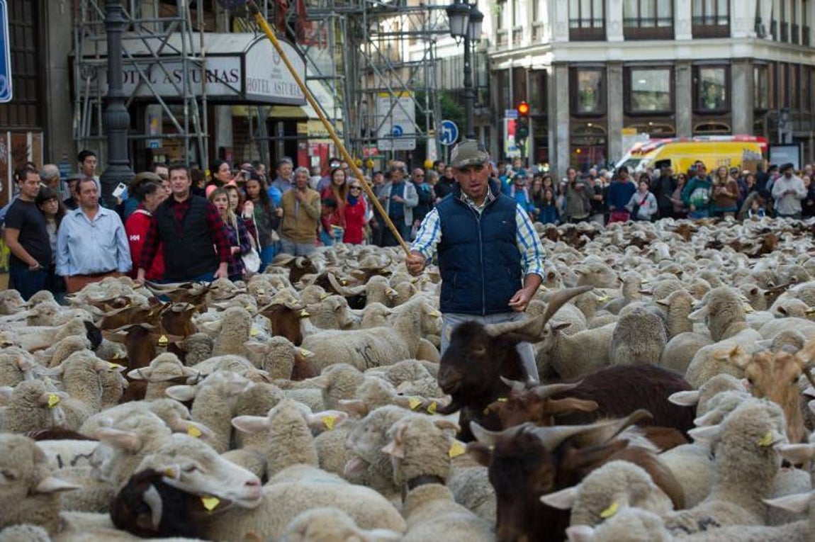 2. Fiesta de la Trashumancia por las calles de Madrid