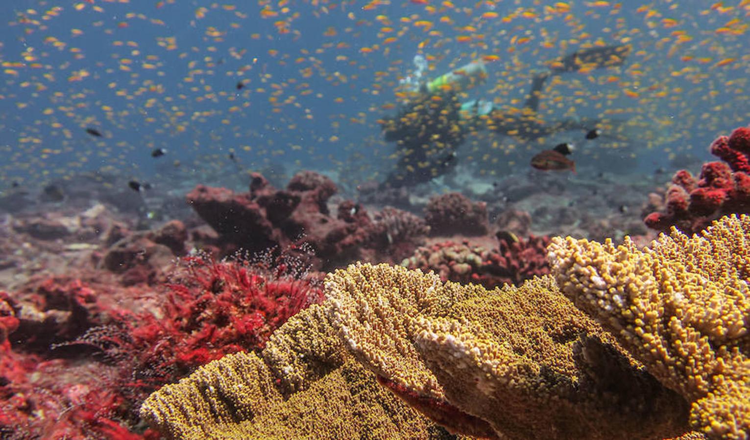 Un viaje por los corales del Pacífico en diez increíbles fotos. En una reciente expedición de 88 días a bordo del buque Hi&amp;#39;ialakai, de la Administración para los Océanos y la Atmósfera de Estados Unidos (NOAA), investigadores de este organismo y del Instituto de Biología Marina de Hawai, la Universidad de San Diego, la Institución Oceanográfica Scripps y el Instituto Oceanográfico Woods Hole, recolectaron datos para evaluar el cambio climático y oceánico, la salud de los ecosistemas coralinos y la extensión del blanqueamiento de los corales, que puede apreciarse en la primera fotografía. En su travesía, primero viajaron a las islas de Jarvis, Howland, Baker y Wake, todas ellas parte del Monumento Nacional Marino de las Islas Remotas del Pacífico, para luego atravesar el archipiélago de las Marianas, ascendiendo por la cadena de islas desde las islas pobladas del sur hasta lugares remotos en el norte. Repasamos esta expedición en diez fotografías.