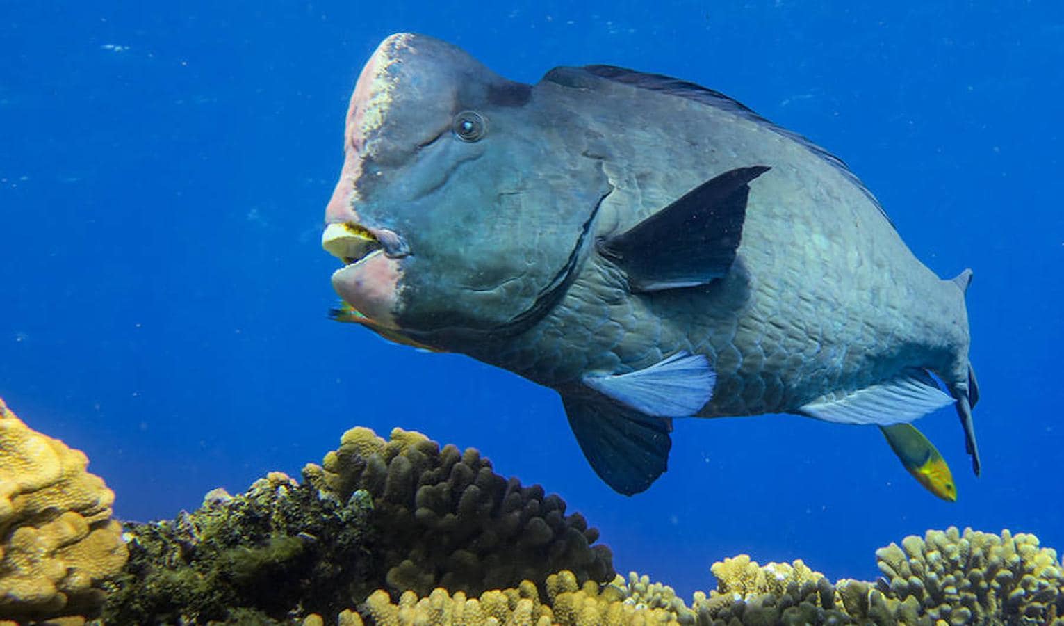 Un viaje por los corales del Pacífico en diez increíbles fotos. El loro cototo verde es un pez increíble que puede vivir hasta los 40 años, creciendo hasta los 120 centímetros de largo y los 45 kilos de peso. Es el más grande de todos los peces loro, y es de color gris pizarra, verde oliva o azul, con la cabeza de color rosa o amarillento. Su característica más distintiva y la razón de su nombre común, es la protuberancia bulbosa en la frente que desarrollan los adultos, que utilizan para embestir el coral y dividirlo en partes más pequeñas y fáciles de digerir.