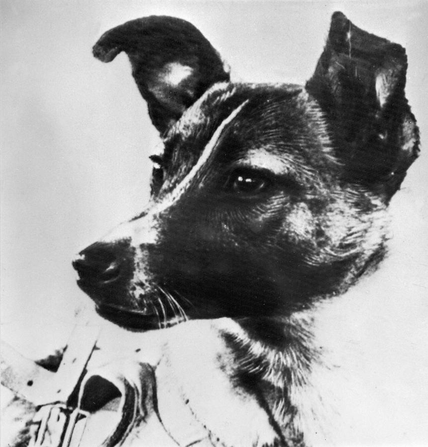 Imagen de Laika publicada en el diario Pravda el 13 de noviembre de 1957. AFP