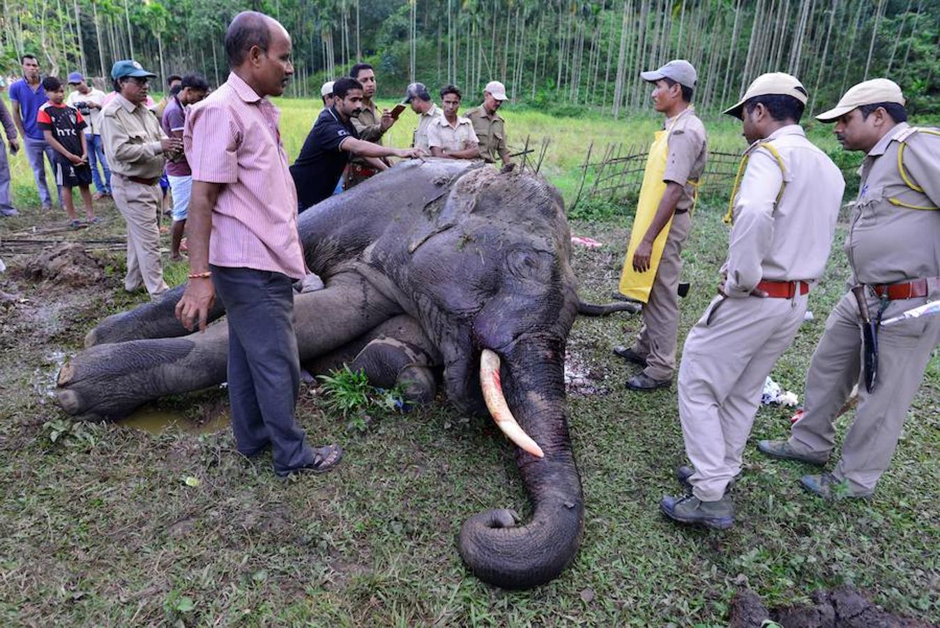 Muere envenenado un elefante en India. Veterinarios y guardias forestales examinan un elefante adulto tras morir envenenado en una aldea del estado de Assam (India).