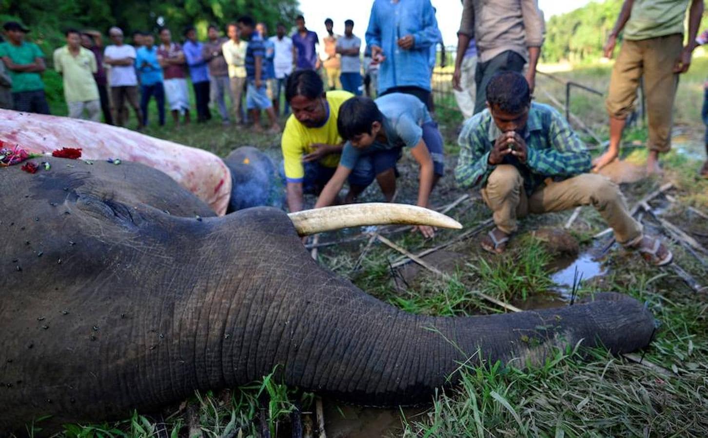 Muere envenenado un elefante en India. 