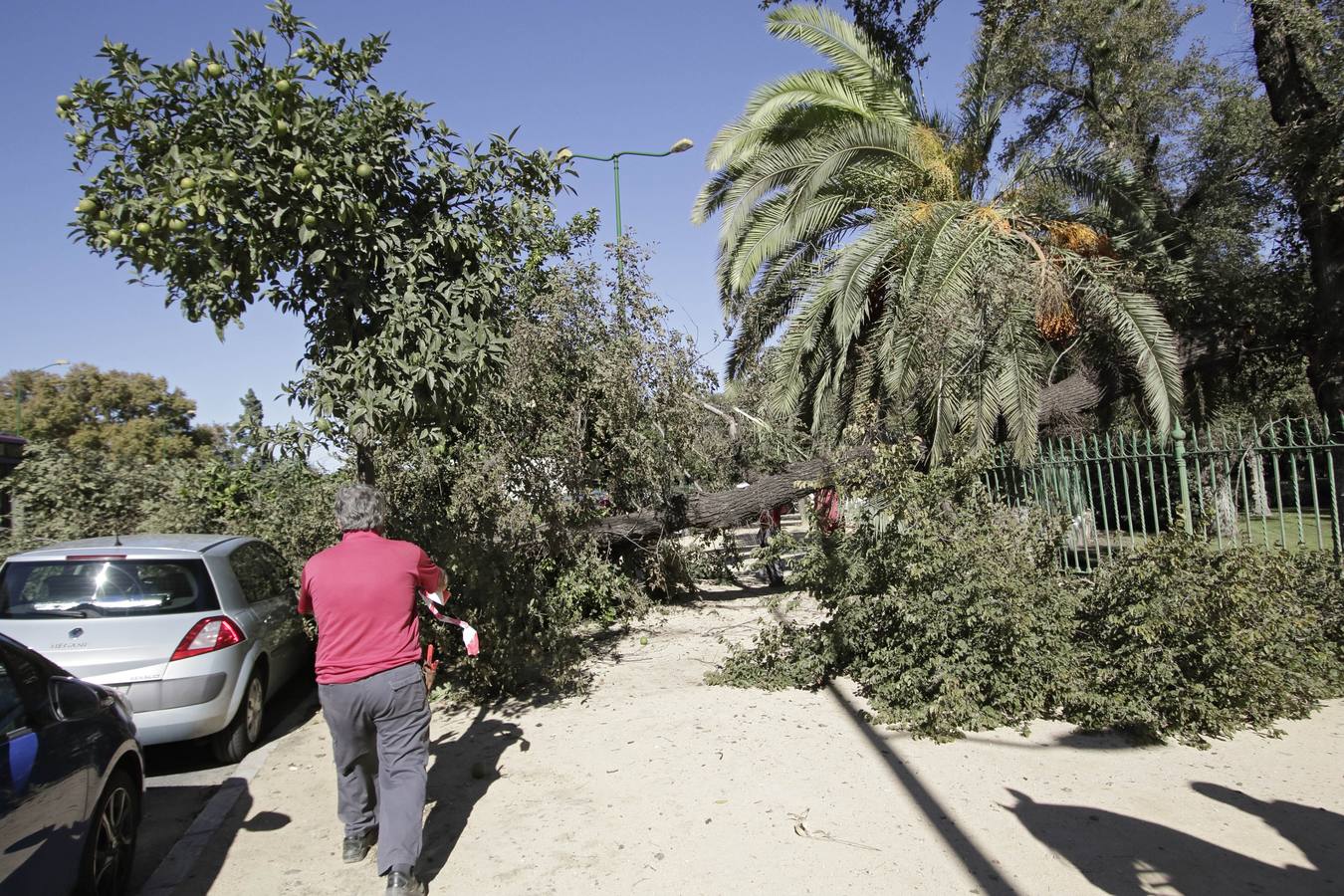 Un nuevo árbol caído en el Parque María Luisa