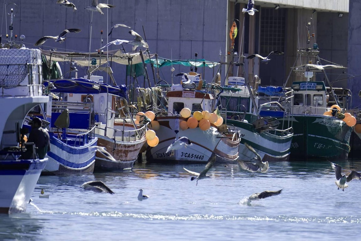 Barbate, una vida dedicada a la pesca del atún