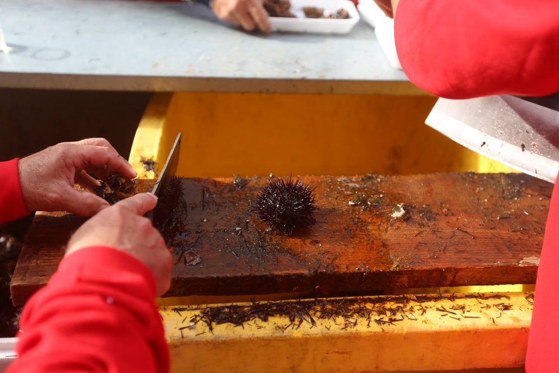 Fotos: Ambientazo en la Erizada más madrugadora de Cádiz