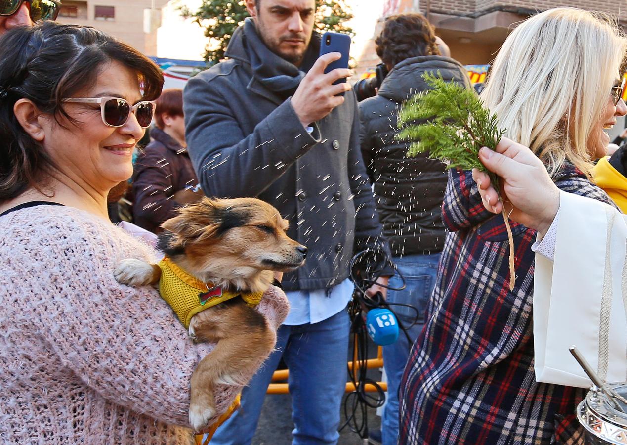 La bendición de animales por San Antonio Abad en Valencia, en imágenes. 