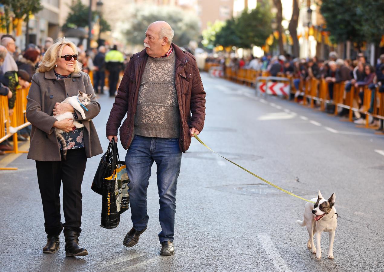 La bendición de animales por San Antonio Abad en Valencia, en imágenes. 