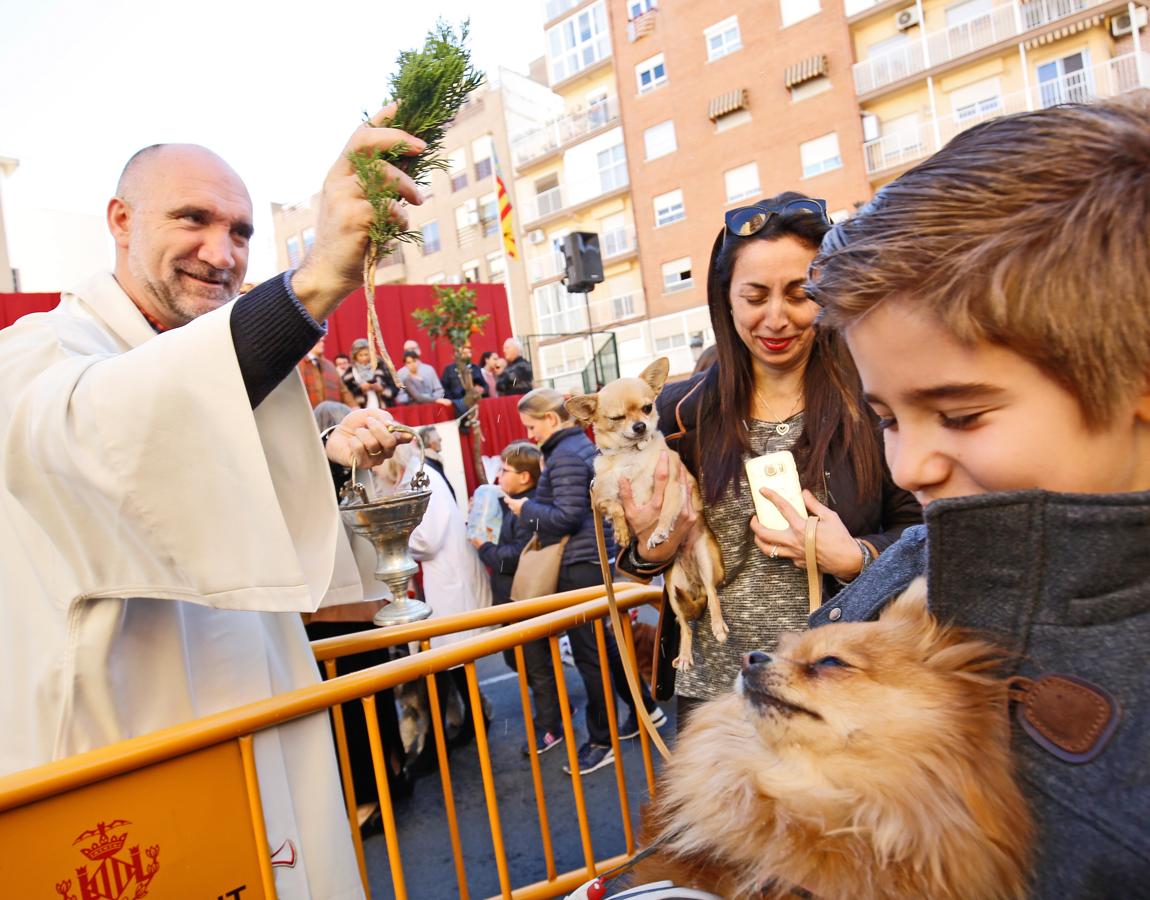 La bendición de animales por San Antonio Abad en Valencia, en imágenes. 