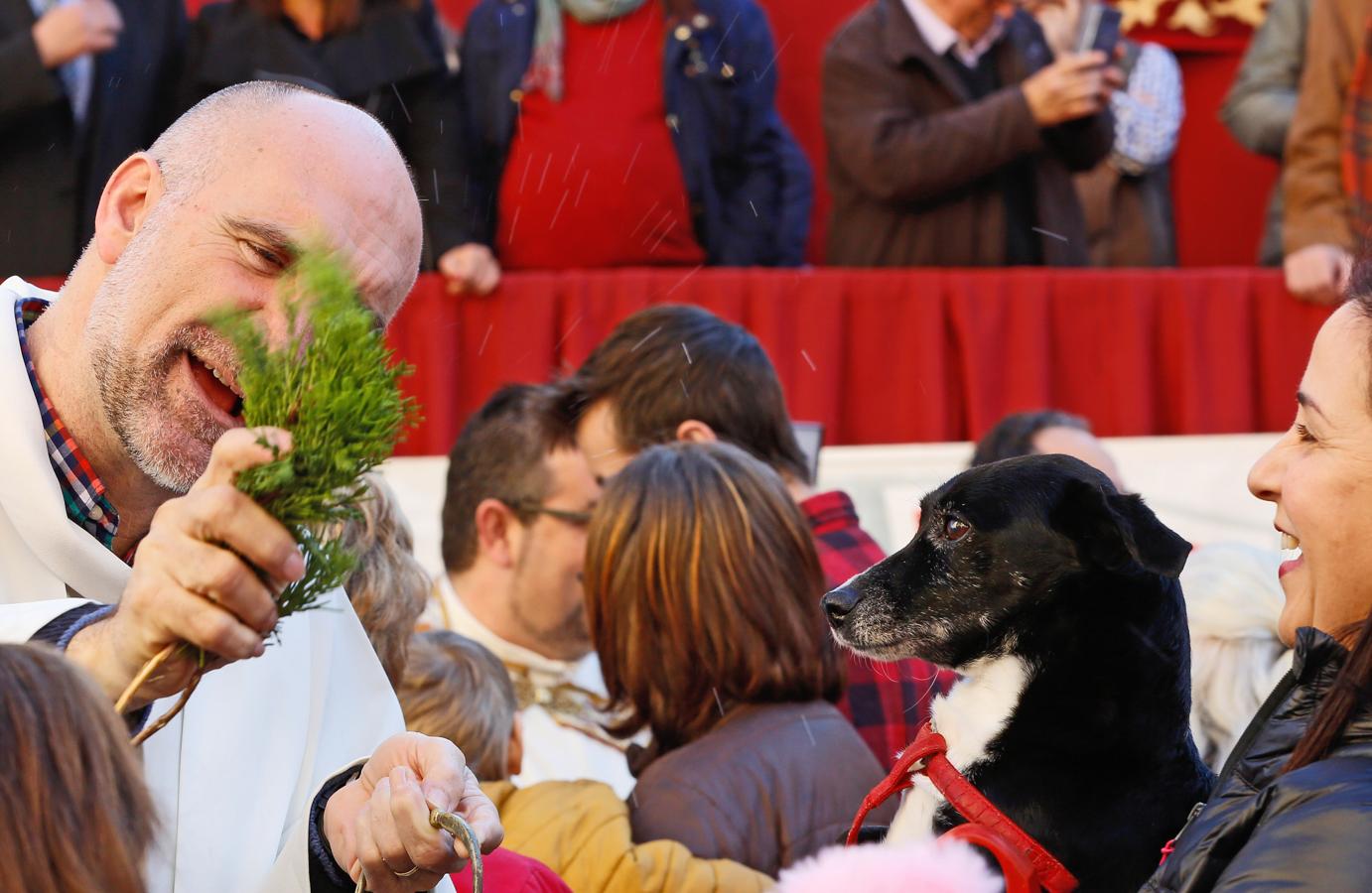 La bendición de animales por San Antonio Abad en Valencia, en imágenes. 